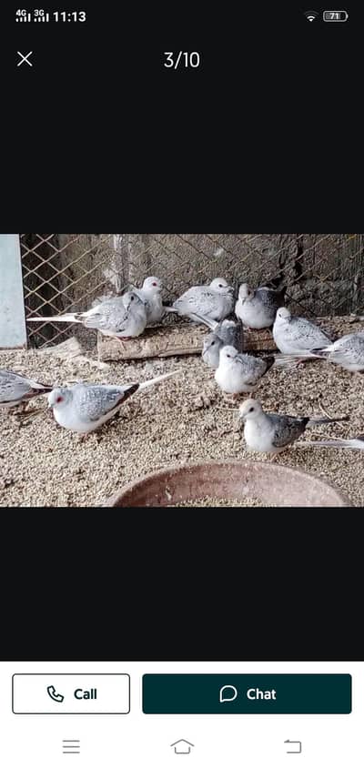 cage for birds 12 portion read add