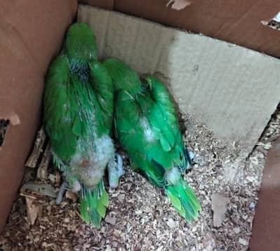 Green parrot chicks