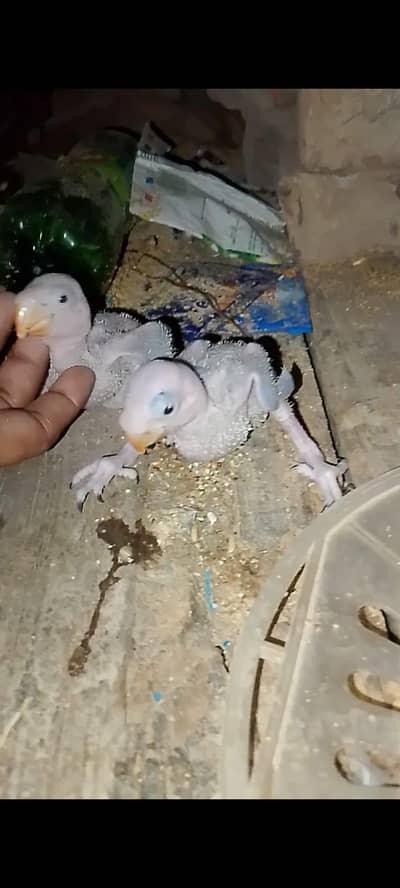 raw parrot
