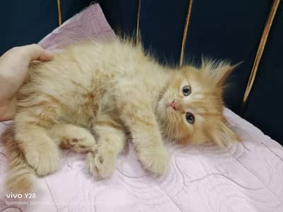 Charming Persian Kittens - 1 Month Old