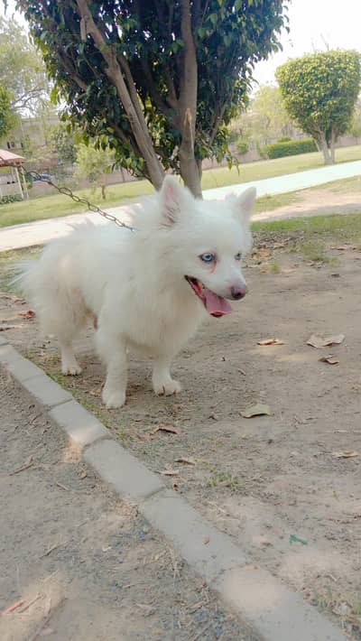 Russian male for sale bule eyes