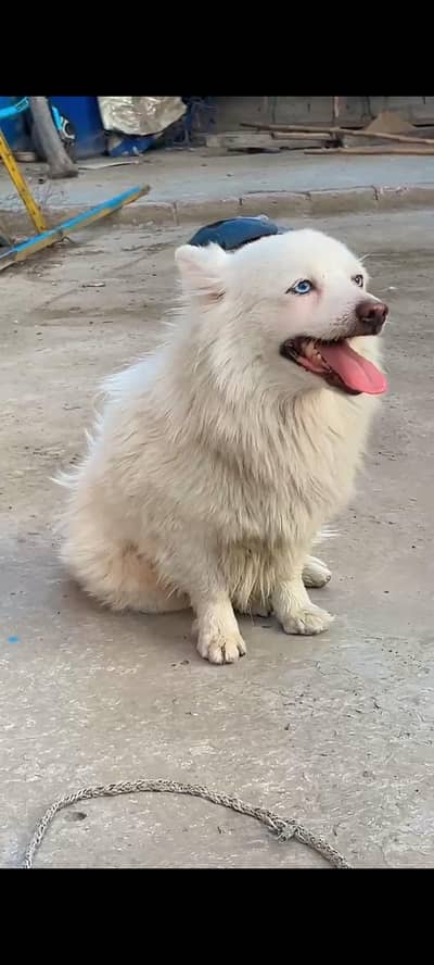 Russian male for sale bule eyes