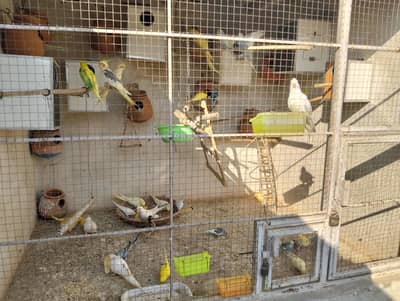 Australian parrots breeding pairs available