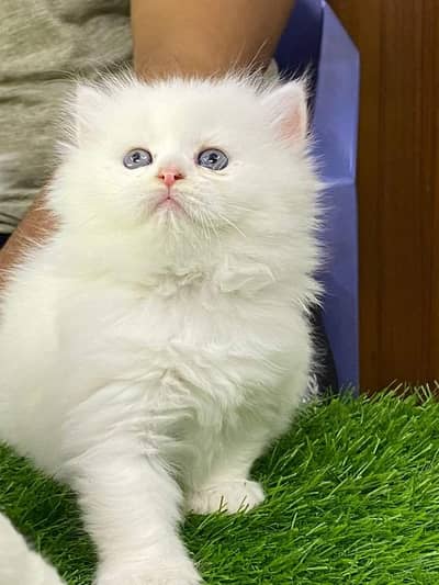 Persian kittens triple coat pair  for sale contact whatsap 03201503610