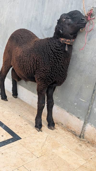 sheep for sale