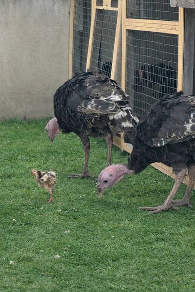 Female Turkey. Urgent sale