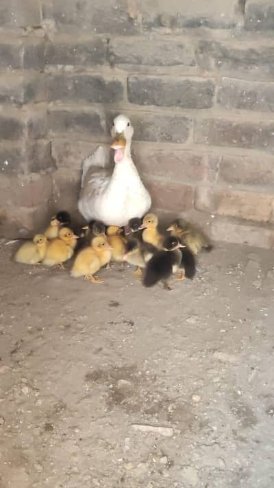 Ducks and baby ducks