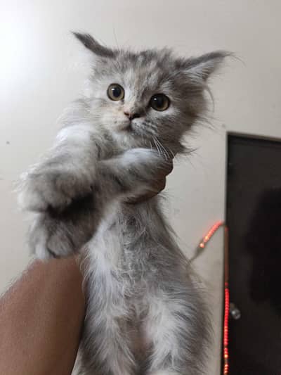 Persian Siberian mix breed 2 Kittens for sale