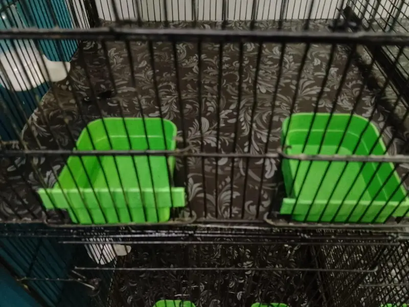FULL IRON BIRDS CAGE (MASTER SIZE) — photo 6