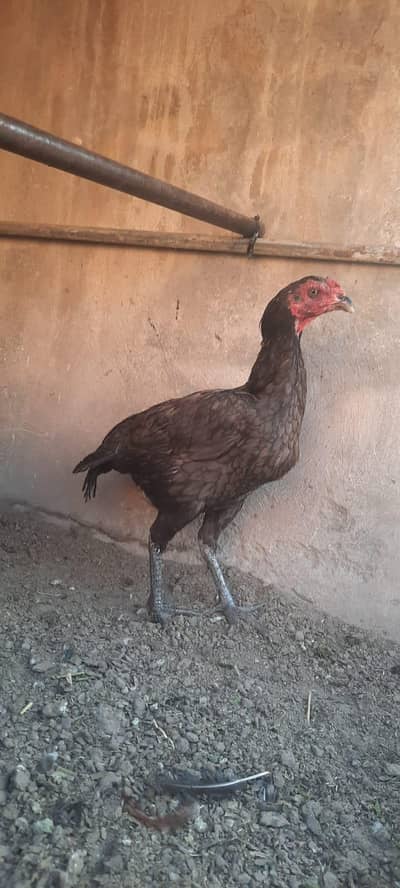 Aseel thai saleti