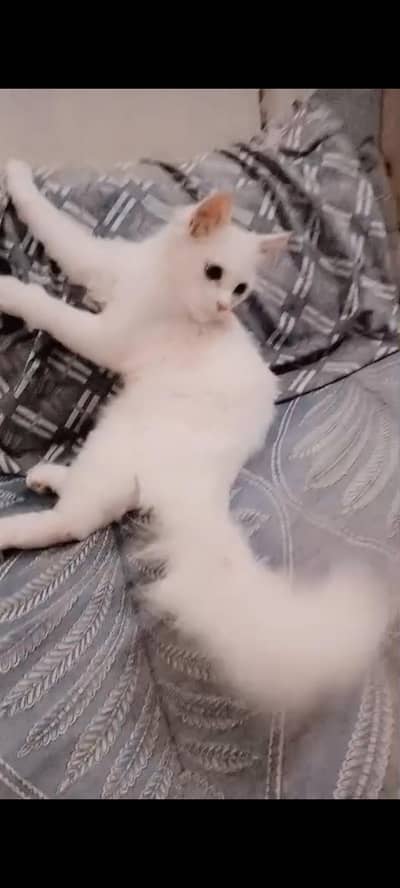 Persian Cat Mylo