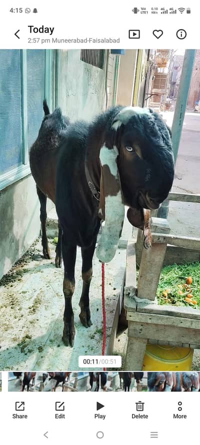 ghr ka palla Huwa breeder Bakra ha qubani 2026
