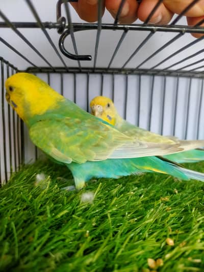 Budgies Rainbow