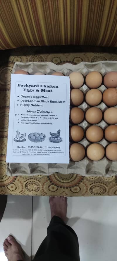 Fertile Eggs/ Organic and desi EGGS