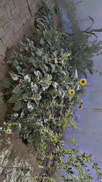 sun flower plant for sale