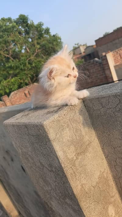 Persian Cats