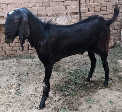 2 desi bakry for qurbani