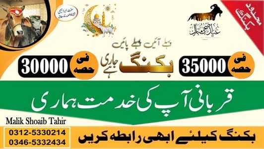 qurbani ke liye bull