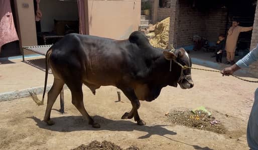 Desi Young Bull