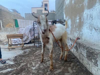 Bakra for sale