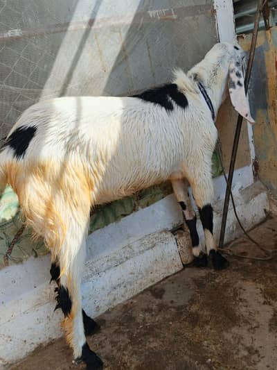 Beautiful Gotas available for Qurbani ghr KY paaly huy