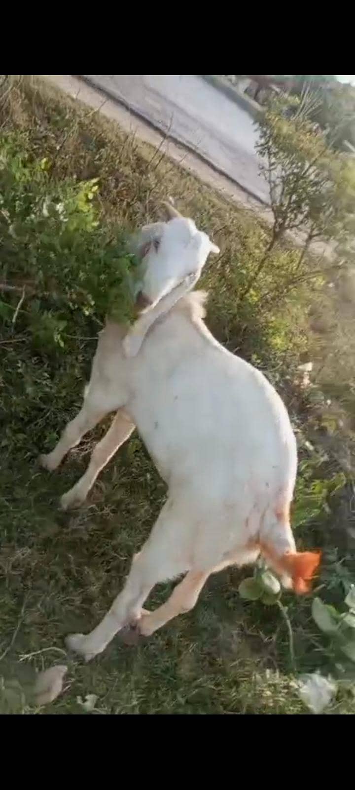 قربانی والا بکرا کیا 0