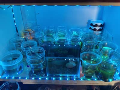 BETTA  IMPORTED  FISHES AVAILABLE