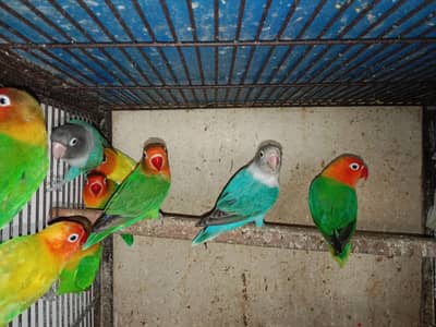 love birds breeder pair
