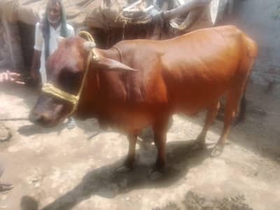 wady donody ha siy valya  03284321826
