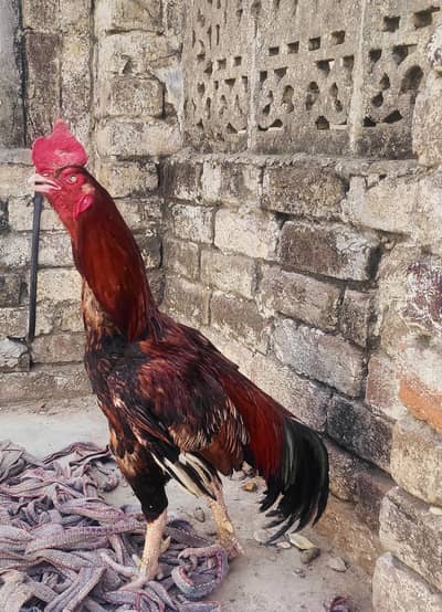 bengum breeder murga one eye  2 mainwali hens