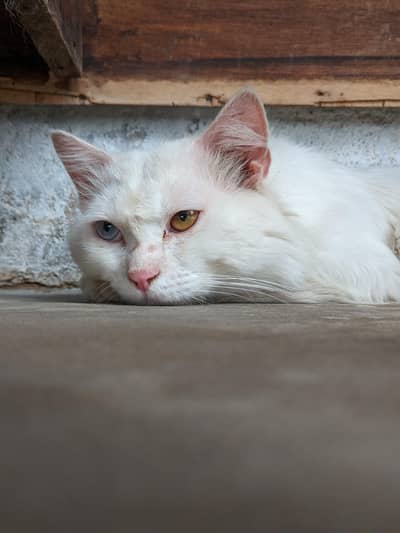 Pershin Cat Male