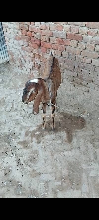 Qurbani 2026 ka Bakra (Dunda)