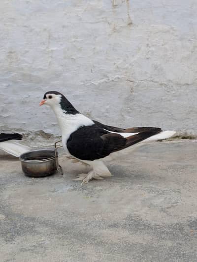 German sherazi female