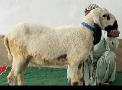 mashallah sehatmand do dant dumba khoobsurat aur shandar