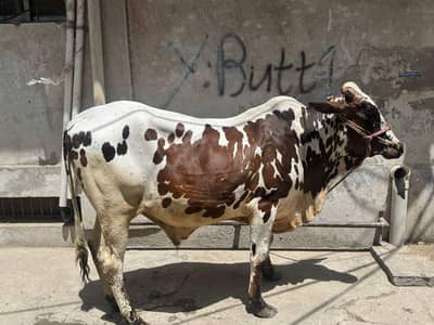 Qurbani Janwar | Bull | Bachra | بچرا | cow for sale