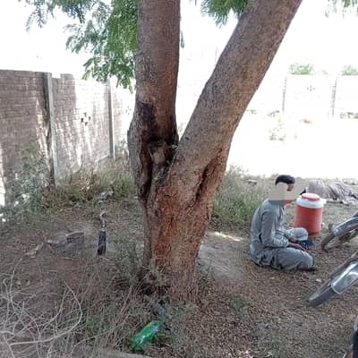 Tree for sale