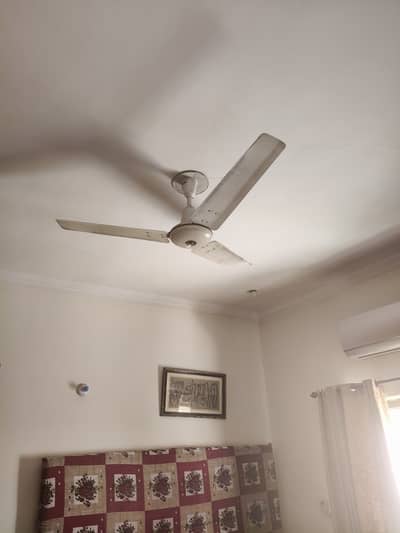 Royal fan