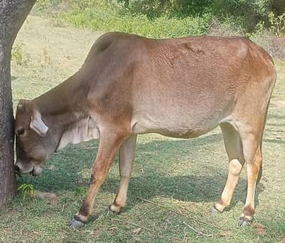 bull for qurbani