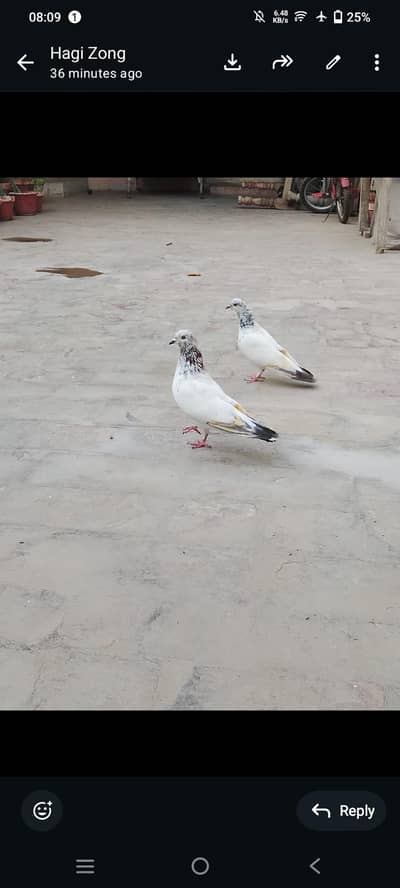 rooler pair