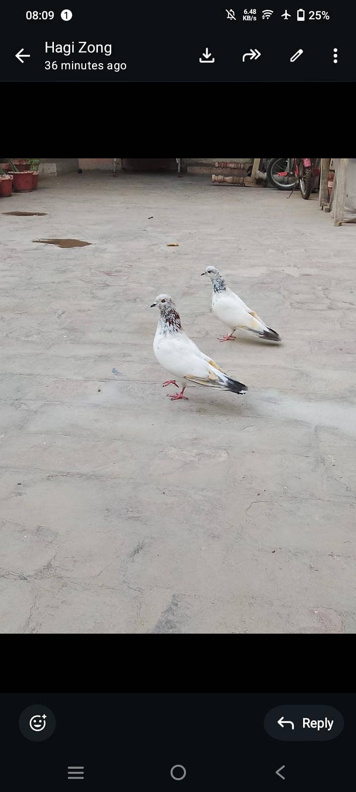 rooler pair 0