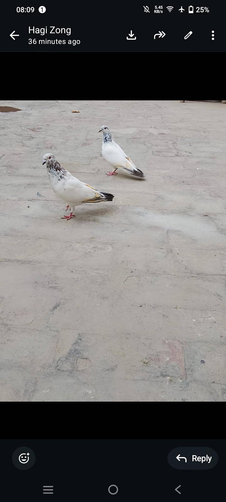 rooler pair 1