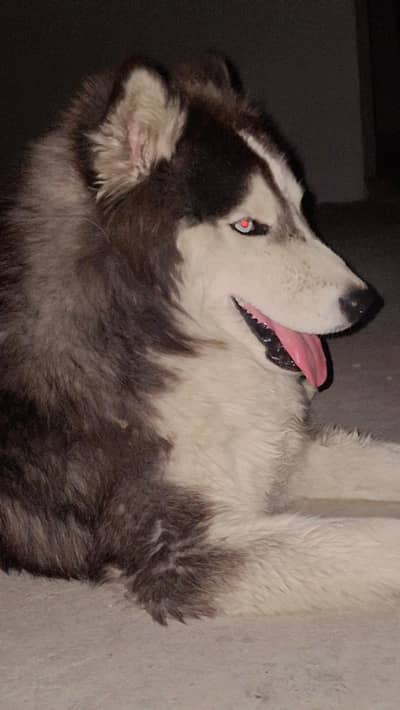 Huskey dog blue eyes