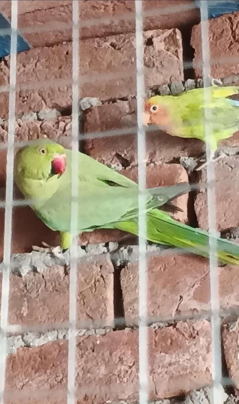 breeder pair 0
