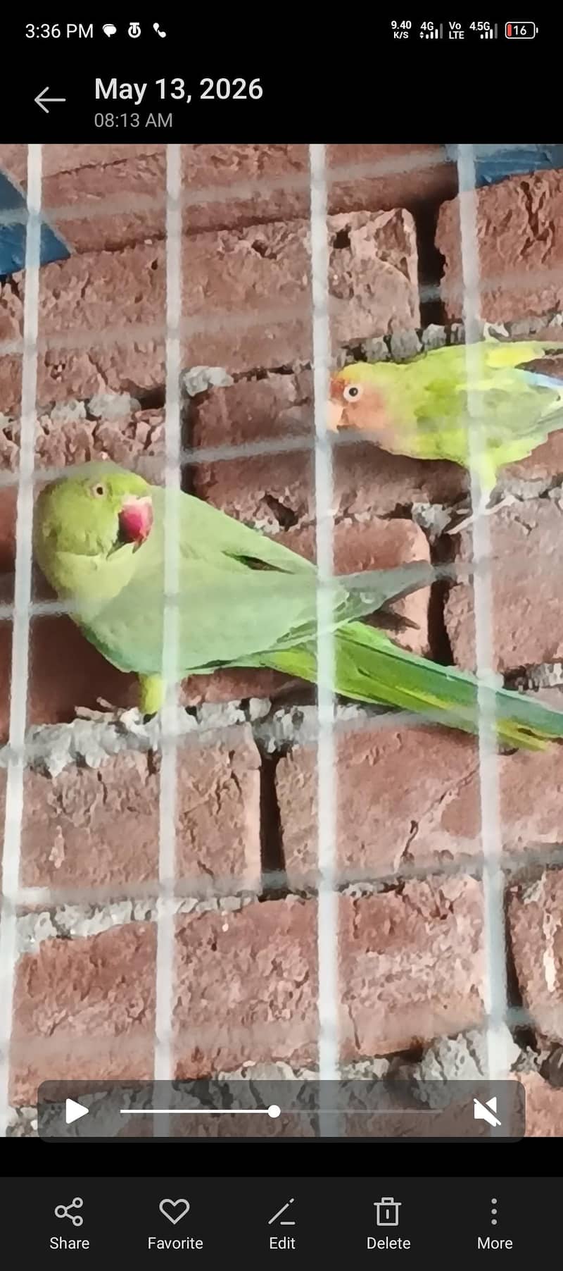 breeder pair 2