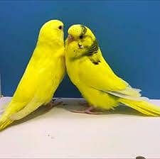 Budgies Parrots Mix Colours Adult Pairs Available