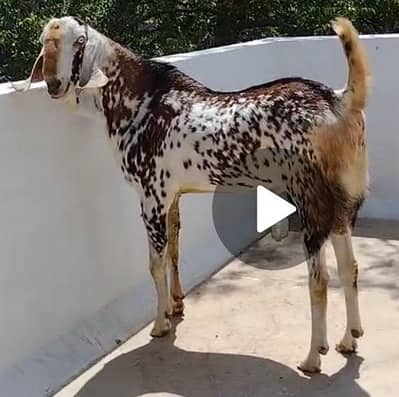 4 daant breeder