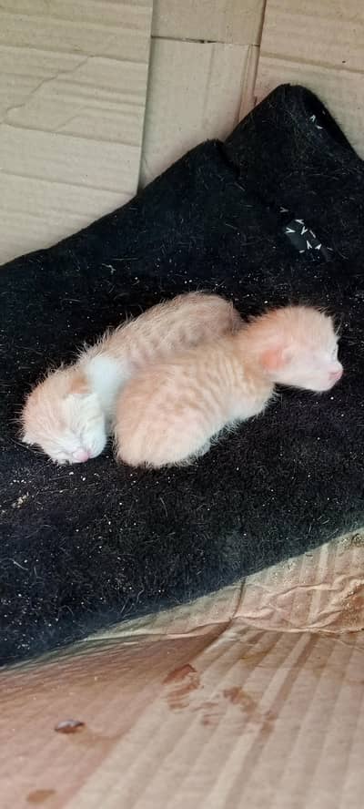 3 person hay cat