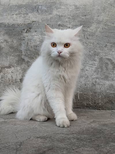 Persian cat