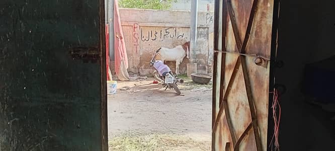 boo bakra big size 2 main