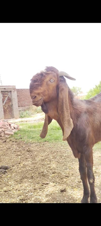 Beetal Bakra 03127142751